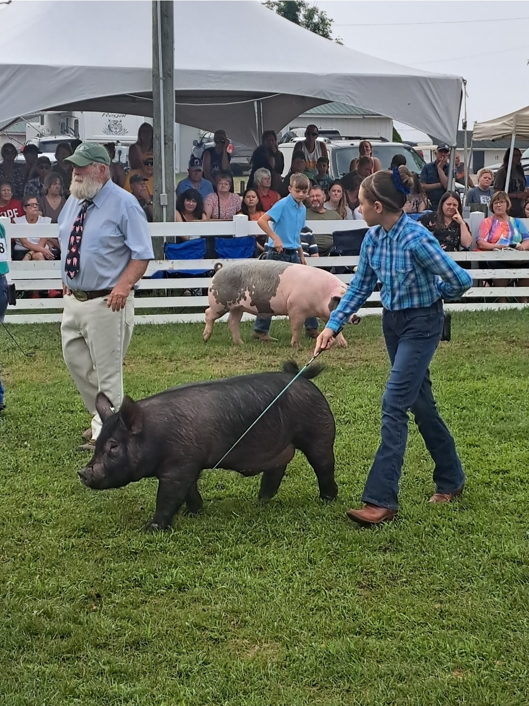 A young girl showing a black hog in a grass arena.